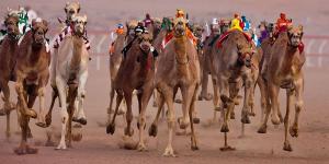 لجنة تحكيم "جادة الإبل" بالطائف تعلن نتائج منافسات مسابقة المزايين لفئة المفاريد - بوابة فكرة وي