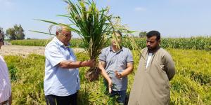 أرز يتم زراعته تحت ظروف الجفاف والملوحة.. «فيتو» تحاور مبتكر "أرز عرابي".. الدكتور سعيد سليمان يكشف التفاصيل لأول مرة - بوابة فكرة وي