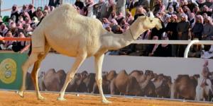 "صوت النجر" يعيد لزوار مهرجان جادة الإبل في الطائف إرث الماضي - بوابة فكرة وي