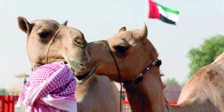 مزاينات مهرجان الظفرة تنطلق اليوم من «سويحان» - بوابة فكرة وي