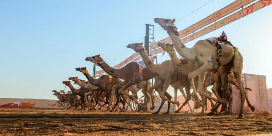  تتويج الفائزين بأولى كؤوس المرحلة النهائية من مهرجان ولي العهد للهجن في فئة "حقايق" - بوابة فكرة وي