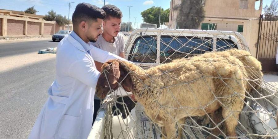 محافظ مطروح يتابع جهود الطب البيطري للحفاظ على الثروة الحيوانية - بوابة فكرة وي