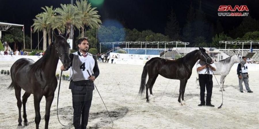 العرض الوطني السوري العاشر وكأس الإمارات العالمي لجمال الخيل العربية على مضمار واحد في دمشق والتحضيرات تقترب من نهايتها - بوابة فكرة وي