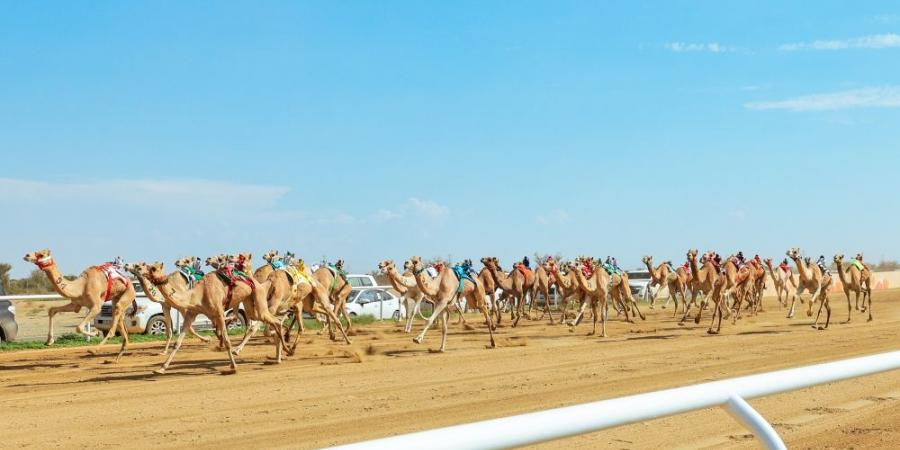 "صمت" .. التوقيت الأفضل في يوم الجذاع في مهرجان ولي العهد للهجن - بوابة فكرة وي