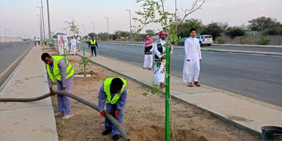 زراعة 3 آلاف شجرة في الطائف ضمن مشروع تشجير الأحياء السكنية - بوابة فكرة وي