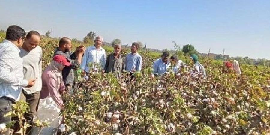 زراعة الشرقية تنفذ يوم حصاد لمحصول القطن بقرية الجوسق بمركز بلبيس - بوابة فكرة وي