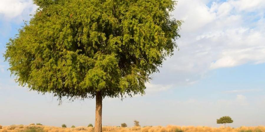 6 مختبرات في مركز المصادر الوراثية النباتية لدعم التنوع البيولوجي - بوابة فكرة وي