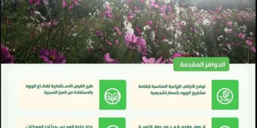 فرص عمل وحوافز.. المملكة تعلن توطين زراعة وإنتاج الورد - بوابة فكرة وي