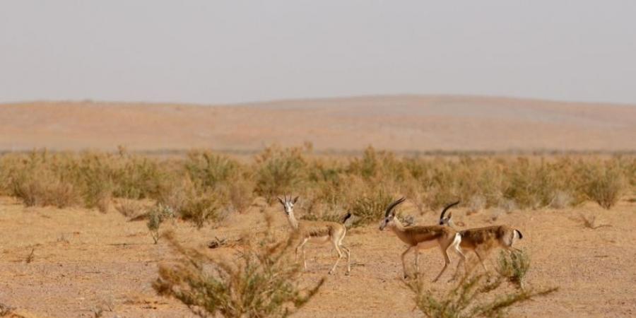 مسوحات ميدانية شاملة لحماية الحياة الفطرية في الخليج العربي - بوابة فكرة وي