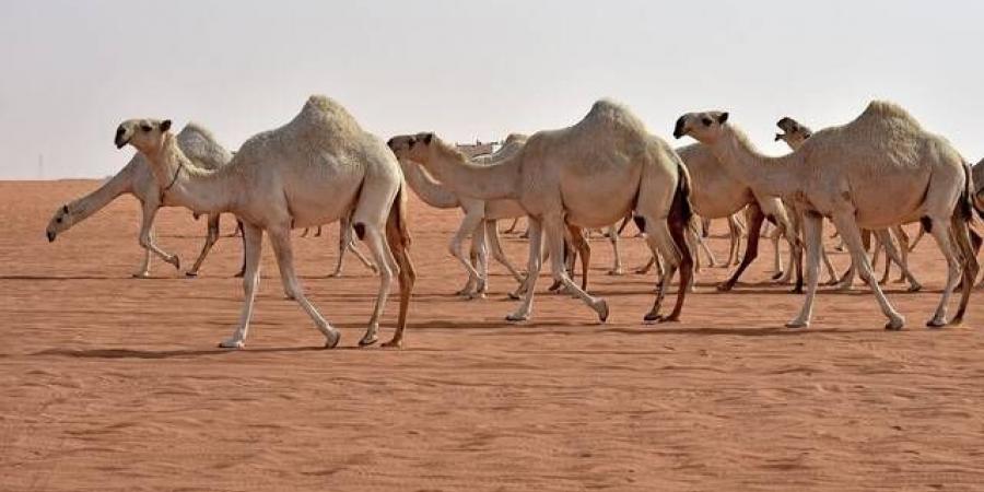 مهرجان الإبل في الطائف يسجل رقمًا قياسيًّا وصفقات مليونية - بوابة فكرة وي