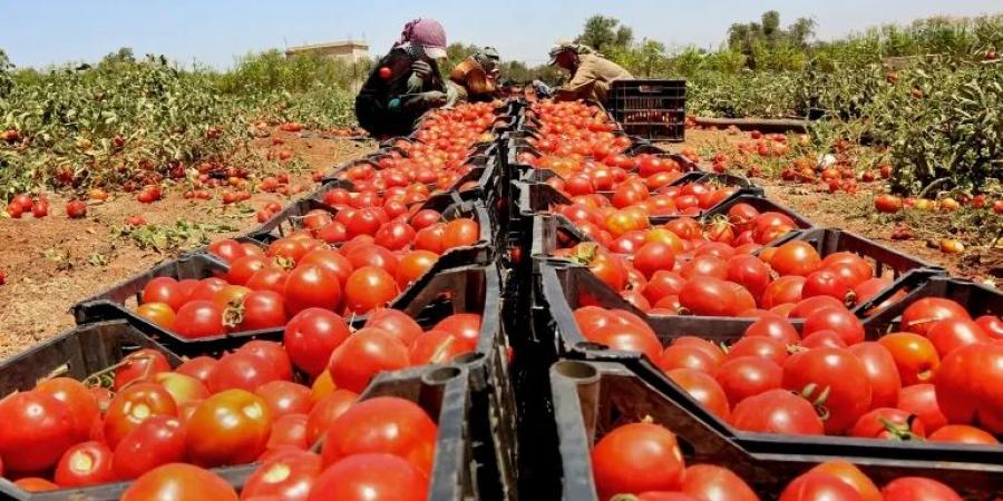 عاجل: الاردن يرفض تصدير الخضار والفواكه الى الكيان الصهيوني - بوابة فكرة وي