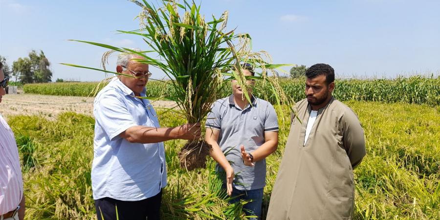 أرز يتم زراعته تحت ظروف الجفاف والملوحة.. «فيتو» تحاور مبتكر "أرز عرابي".. الدكتور سعيد سليمان يكشف التفاصيل لأول مرة - بوابة فكرة وي