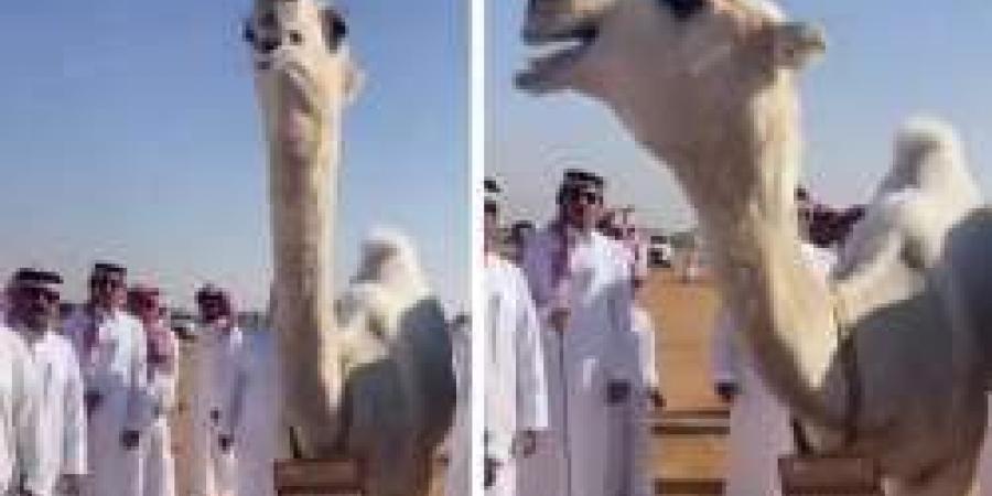 شاهد بالفيديو.. سوم قعود يصل إلى 3 ملايين ريال في مهرجان جادة الإبل بالطائف - بوابة فكرة وي