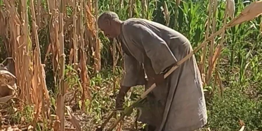 الكوز استوى على العود، فرحة أهالي المنيا بحصاد الذرة الشامية (صور) - بوابة فكرة وي