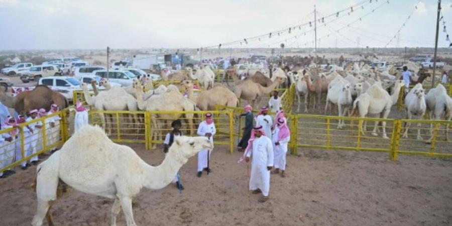 لأول مرة وفي جادة الإبل بالطائف.. "الحيران" تسجل رقم قياسي في القيمة السوقية بـ 7 مليون ريال - بوابة فكرة وي