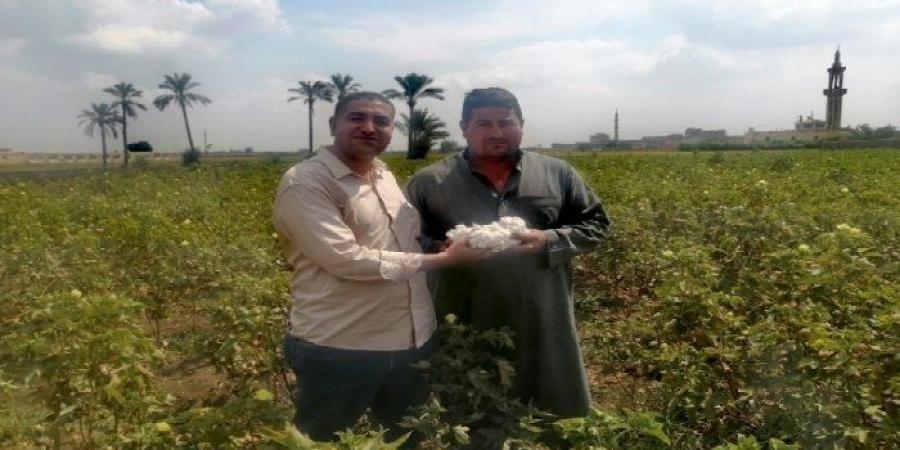 نورت يا قطن النيل.. انطلاق موسم جني الذهب الأبيض بالشرقية - بوابة فكرة وي