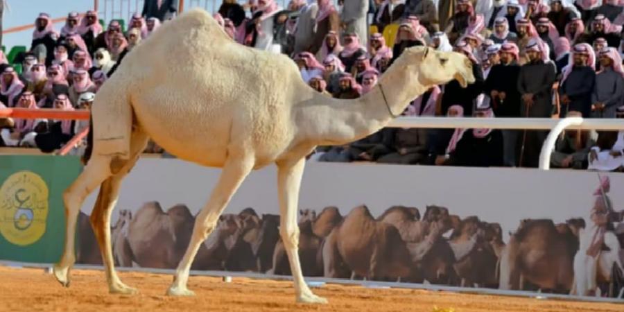 "صوت النجر" يعيد لزوار مهرجان جادة الإبل في الطائف إرث الماضي - بوابة فكرة وي