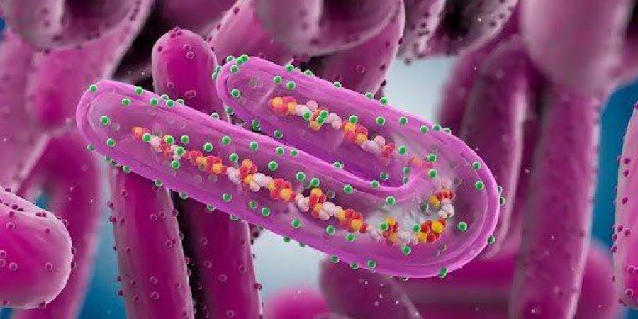 أخبار الرياضة - فيروس جديد يهدد العالم.. ماذا تعرف عن "ماربورغ" وما أعراضه وطرق انتقاله للبشر؟ - بوابة فكرة وي
