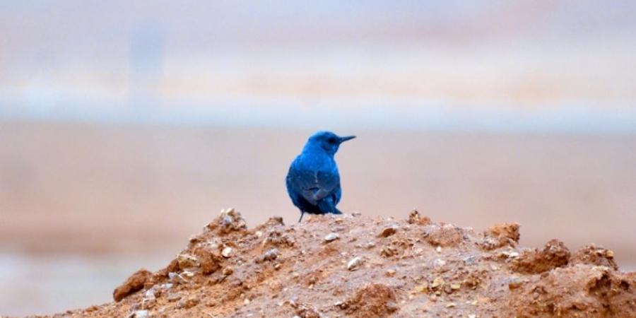 موسم الهجرة.. رصد طائر "سمنة الصخور الزرقاء" في الحدود الشمالية - بوابة فكرة وي