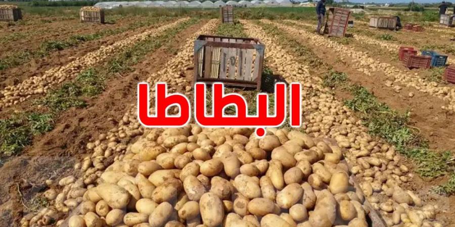 القصرين: ضخّ 150 طنّا من البطاطا بسوق الجملة - بوابة فكرة وي