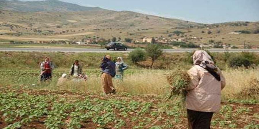 عدد من القوانين الموضوعة لفائدة المرأة في تونس في حاجة الى المراجعة حتى تتلاءم مع حاجيات المرأة الريفية (باحثة في النوع الاجتماعي) - بوابة فكرة وي