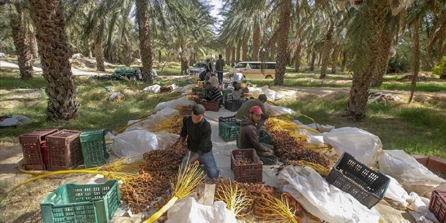 إنطلاق موسم جني التّمور بالجنوب التونسي - بوابة فكرة وي