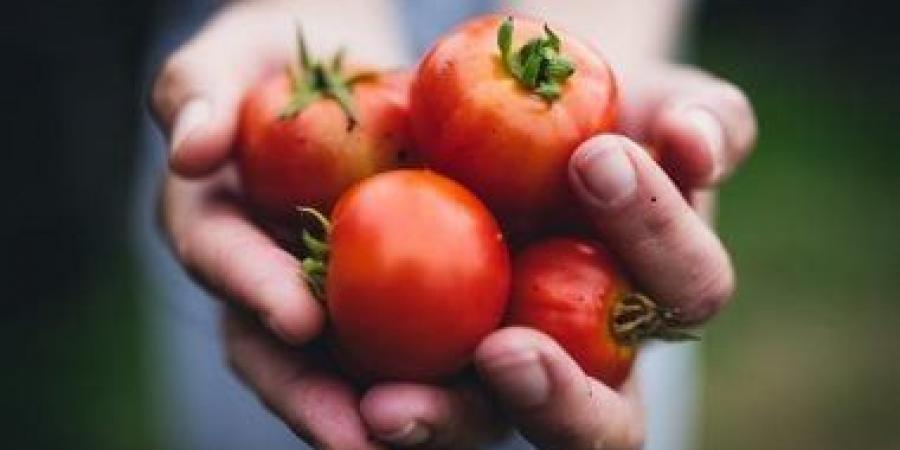 نقيب الزراعيين: الثعابين لا تأكل خضروات.. وثقوب الطماطم بسبب "توتا ابسلوتا" - بوابة فكرة وي