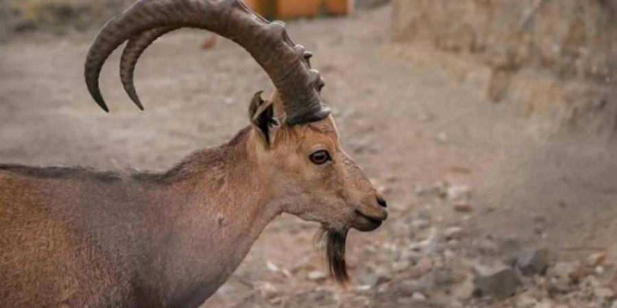 الوعول الجبلية بالمنتزه الوطني ببلجرشي تلفت الأنظار لدى زوارها - بوابة فكرة وي