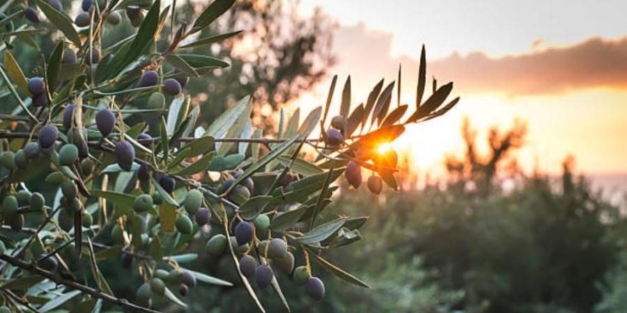 تصنع من أشجاره تحف ومجسمات وأثاث.. الزيتون ماركة مسجلة في بيوت الفلسطينيين - بوابة فكرة وي