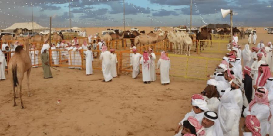 مُلّاك الإبل والمهتمين: مزاد نجران للإبل يُعزز الموروث الثقافي في المملكة - بوابة فكرة وي